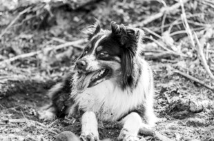 草地边的可爱牧羊犬