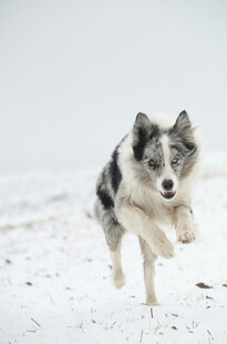 雪地中奔跑的帅气牧羊犬