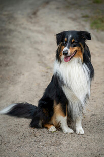 澳洲牧羊犬坐于户外小道