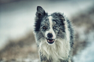 雪地中的喜乐蒂牧羊犬