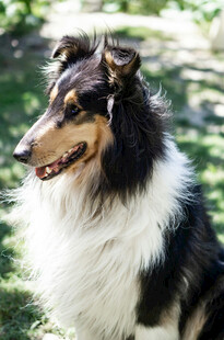 苏格兰牧羊犬于草地休憩