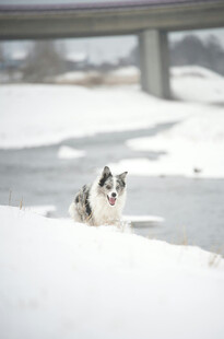 雪地中可爱的边境牧羊犬