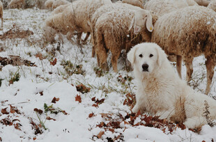 雪地中牧羊人与守护犬