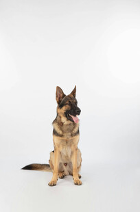 坐立的德国牧羊犬