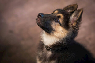 仰头的德国牧羊犬