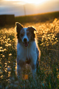夕阳下的可爱牧羊犬