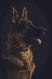帅气德国牧羊犬特写