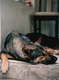 熟睡的德国牧羊犬