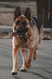 奔跑的德国牧羊犬