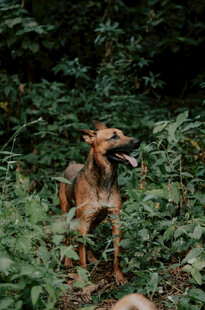 林间奔跑的快乐猎犬