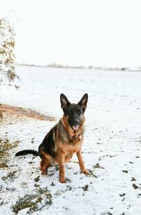 雪地中的德国牧羊犬