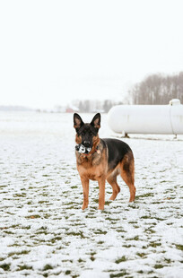 雪地中的德国牧羊犬