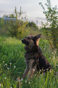 草地中的坐立德国牧羊犬
