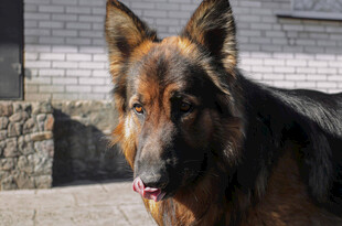 德国牧羊犬户外可爱模样