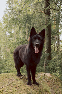 黑犬立于林间草地
