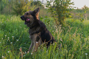 草地中的黑犬