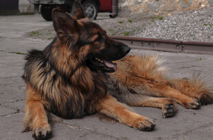 趴地的德国牧羊犬