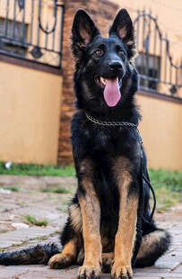 德国牧羊犬户外可爱坐姿