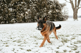 雪地中奔跑的德国牧羊犬