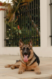 德国牧羊犬惬意趴地