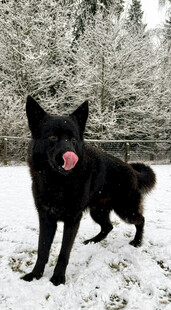 雪地中吐舌的黑犬