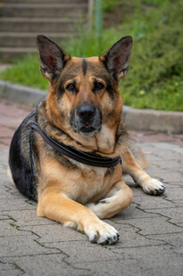 趴着的德国牧羊犬