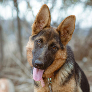 可爱德国牧羊犬吐舌卖萌