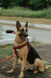 德国牧羊犬户外乖巧坐姿