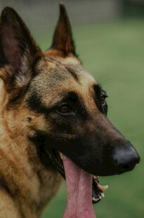 吐舌的德国牧羊犬
