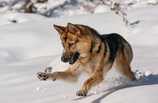 雪地中奔跑的德国牧羊犬