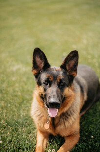 草地上的德国牧羊犬