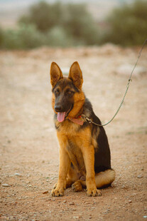 德国牧羊犬坐于沙土地