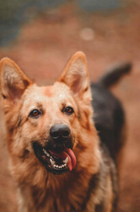 可爱德国牧羊犬张嘴吐舌