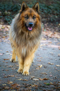 长毛犬在户外开心行走