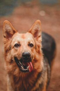 可爱德国牧羊犬吐舌卖萌