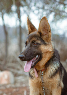 帅气德国牧羊犬吐舌卖萌