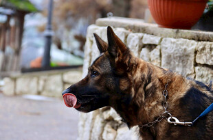吐舌的德国牧羊犬