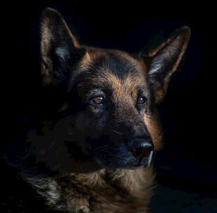 德国牧羊犬特写