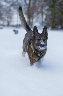 雪地中奔跑的德国牧羊犬