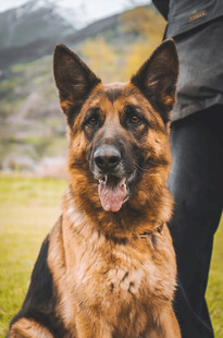 可爱德国牧羊犬与人相伴