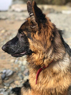 德国牧羊犬侧视图