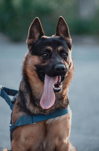 可爱德国牧羊犬吐舌卖萌