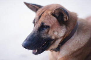 帅气的棕色德国牧羊犬