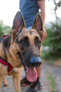 可爱德国牧羊犬吐舌卖萌