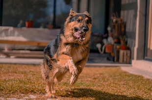 德国牧羊犬草地奔跑瞬间