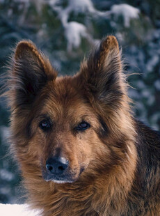 雪地中的长毛犬