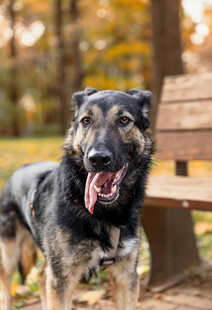 秋日户外的快乐德国牧羊犬