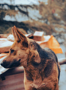 河边站立的德国牧羊犬