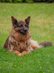 草地上休憩的德国牧羊犬