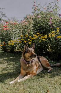 德国牧羊犬休憩于花丛草地